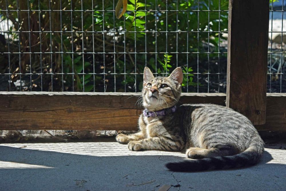 Season Kitties : Summer, Adoptable, Kitten Female Domestic Short Hair.