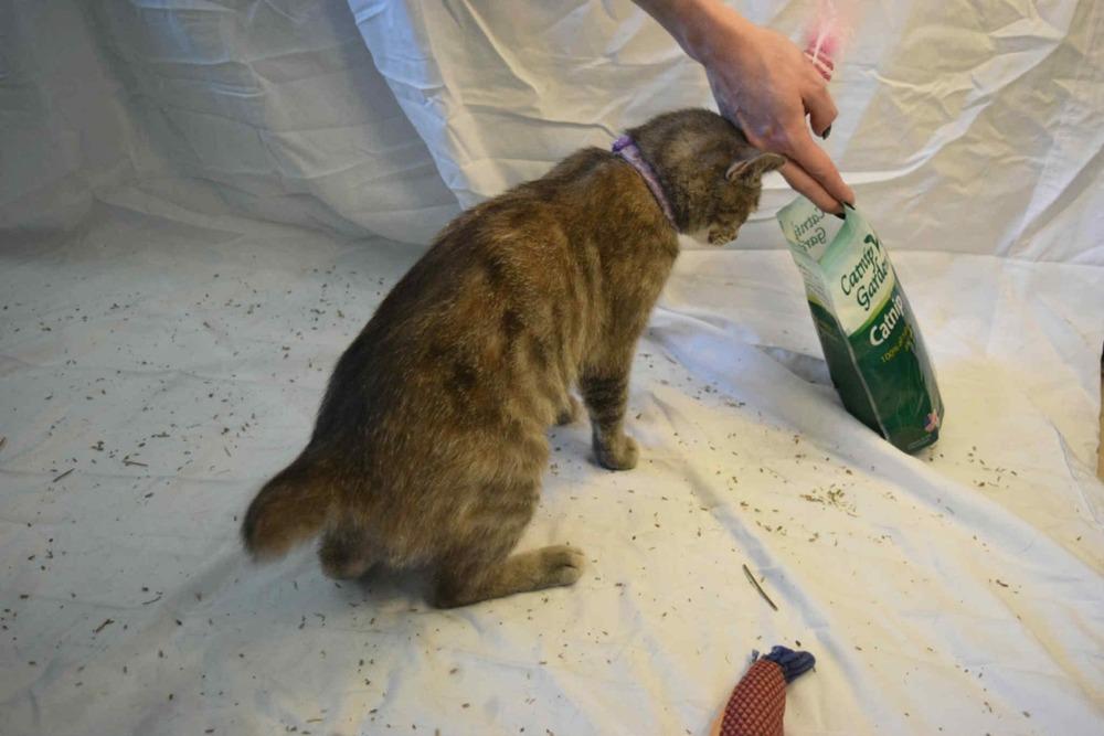 Season Kitties : Summer, a Adoptable Domestic Short Hair image 2/6