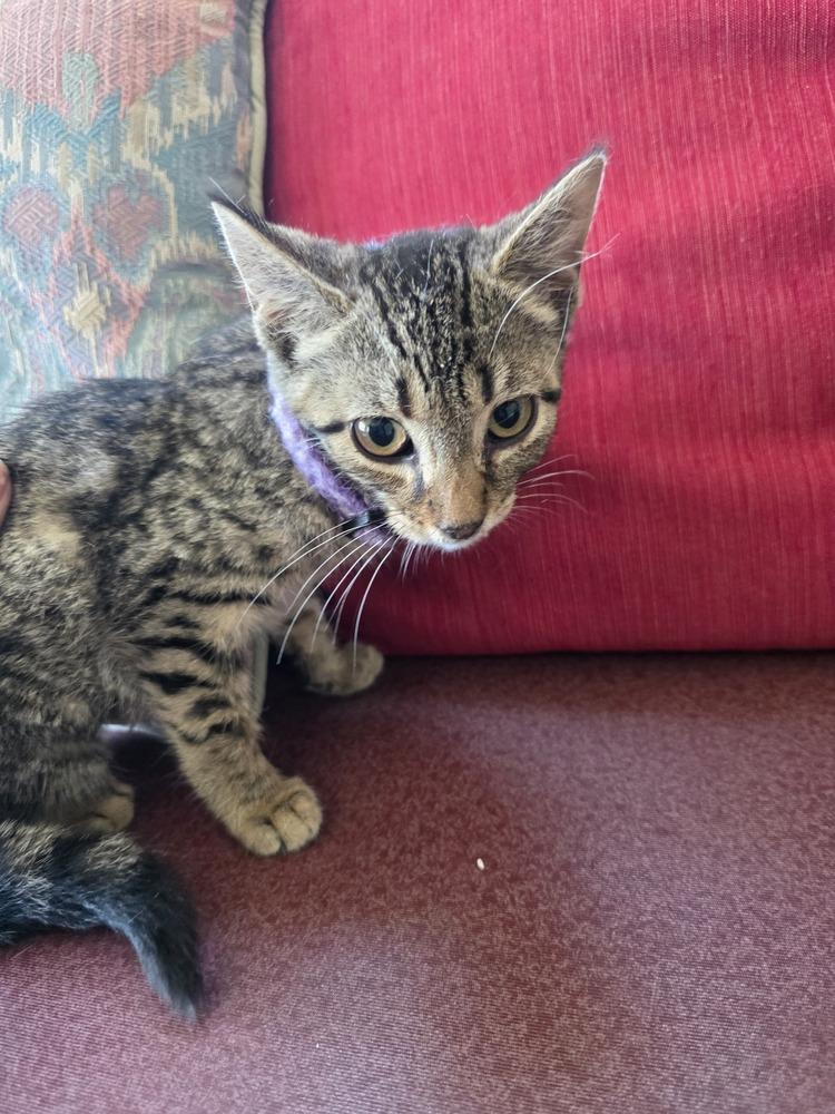 Season Kitties : Summer, a Adoptable Domestic Short Hair image 3/6