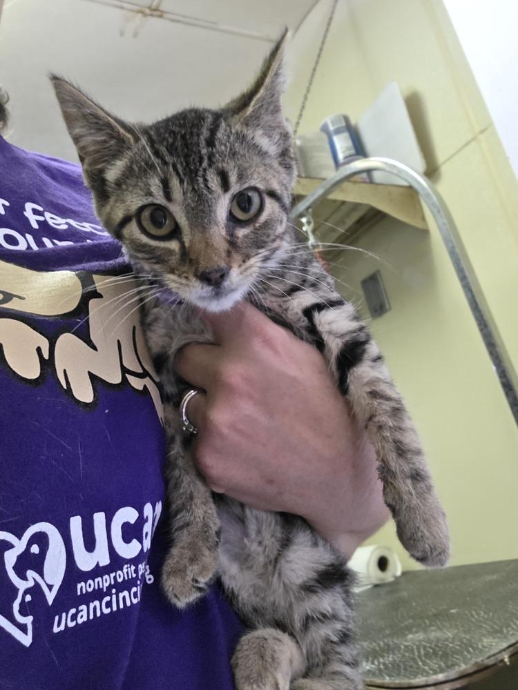 Season Kitties : Summer, a Adoptable Domestic Short Hair image 4/6