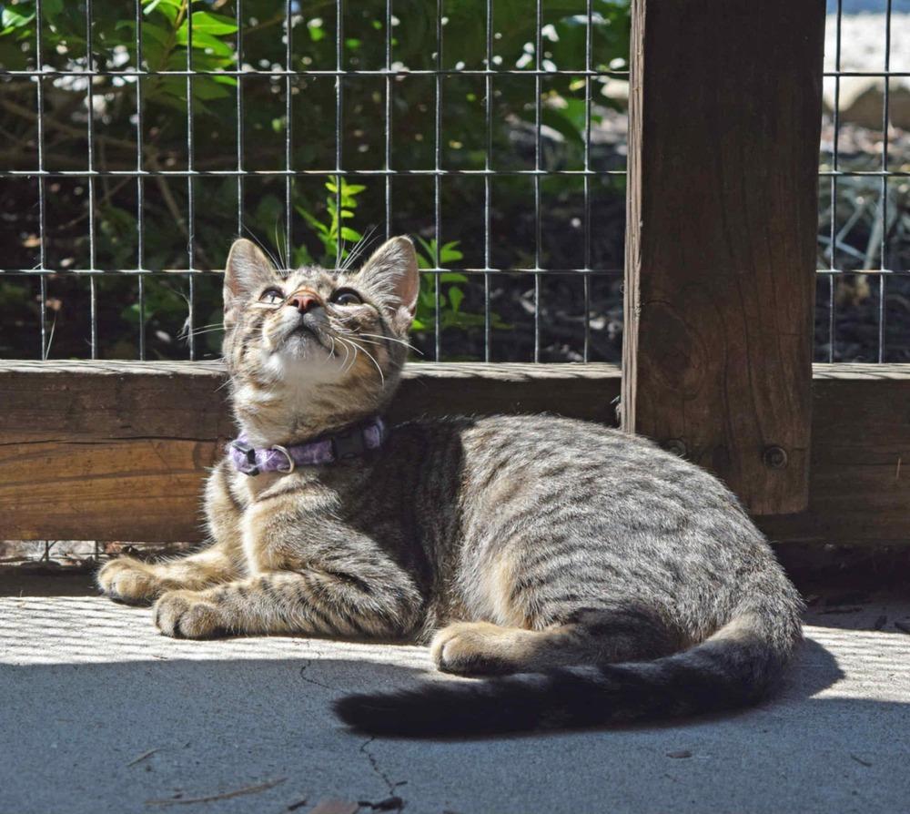 Season Kitties : Summer, a Adoptable Domestic Short Hair image 5/6