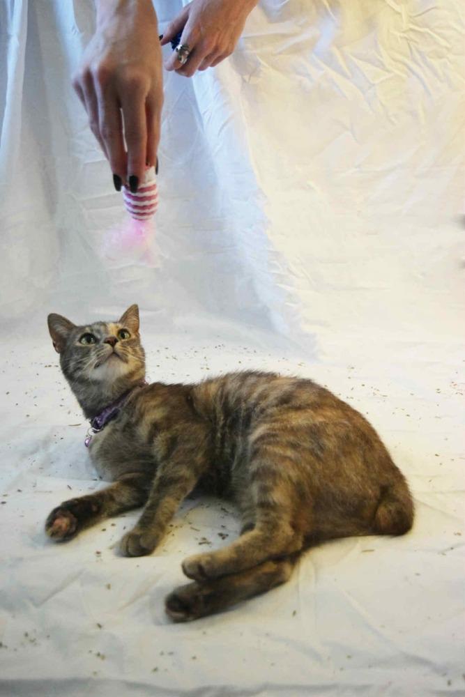 Season Kitties : Summer, a Adoptable Domestic Short Hair image 6/6