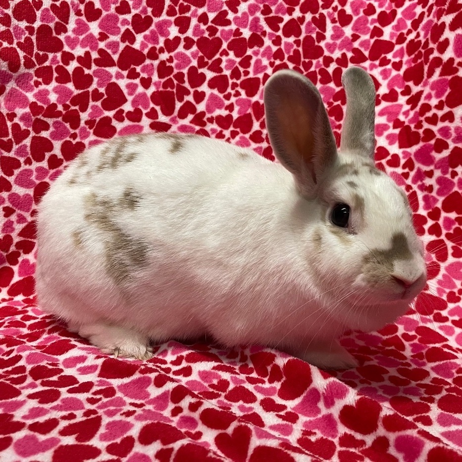 Summer, a Adoptable mixed breed in Indianapolis, IN image 1/12