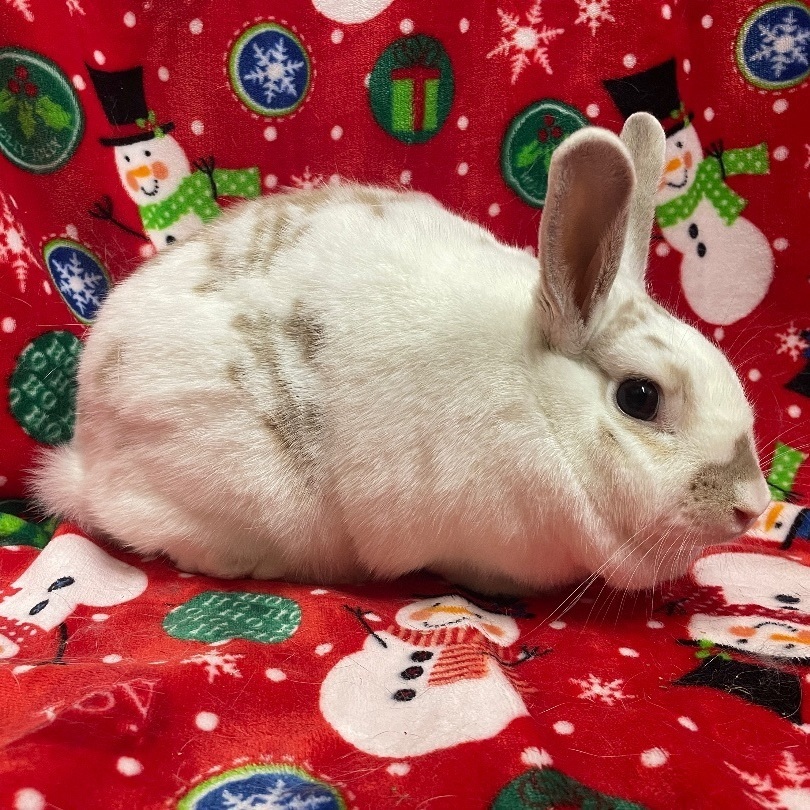 Summer, a Adoptable mixed breed in Indianapolis, IN image 2/12