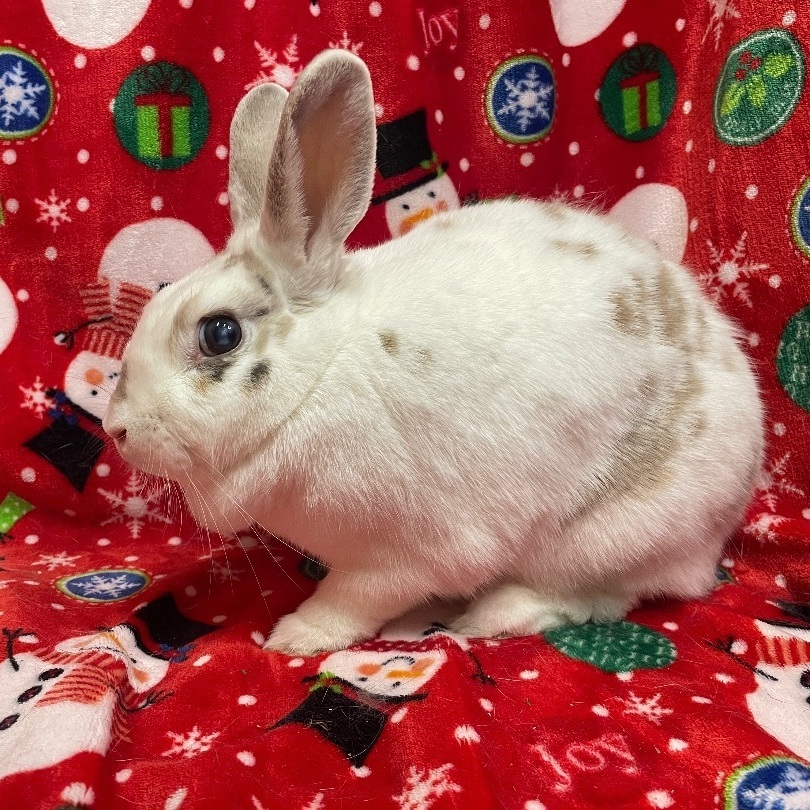 Summer, a Adoptable mixed breed in Indianapolis, IN image 3/12