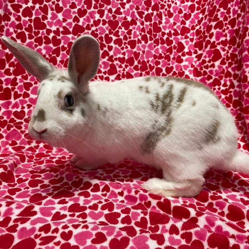 Summer, a Adoptable mixed breed in Indianapolis, IN image 4/12