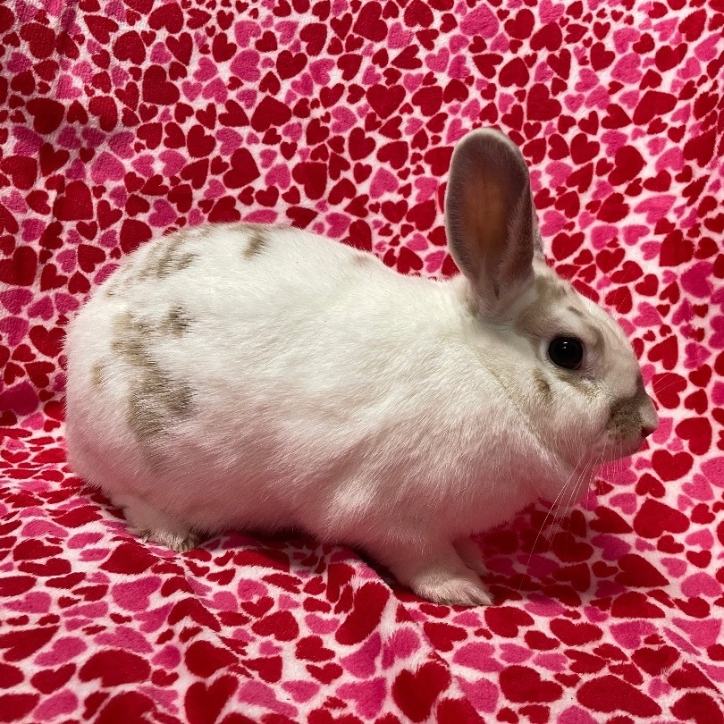 Summer, a Adoptable mixed breed in Indianapolis, IN image 6/12