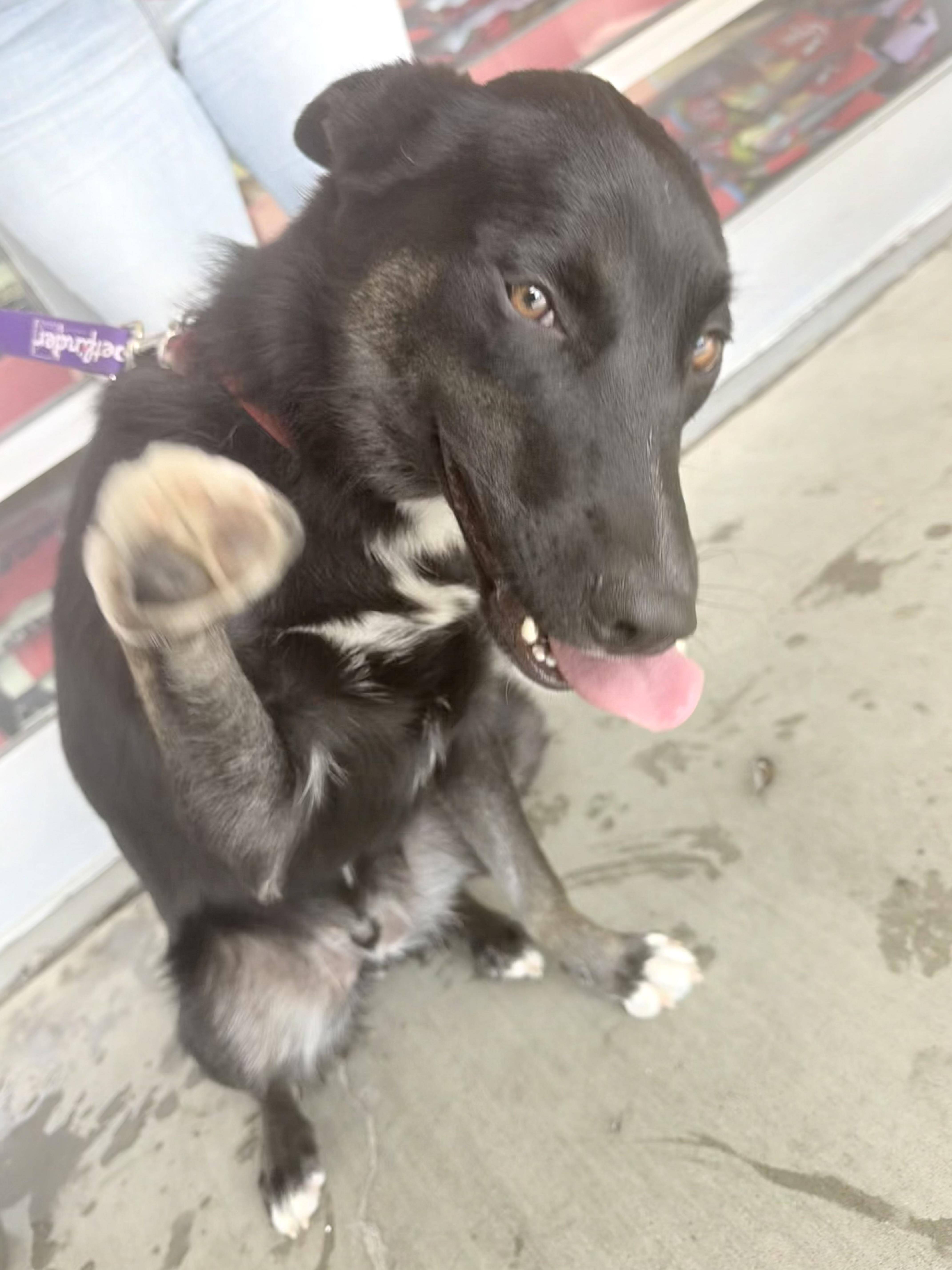Trooper, ADOPTABLE, Puppy Male Border Collie.