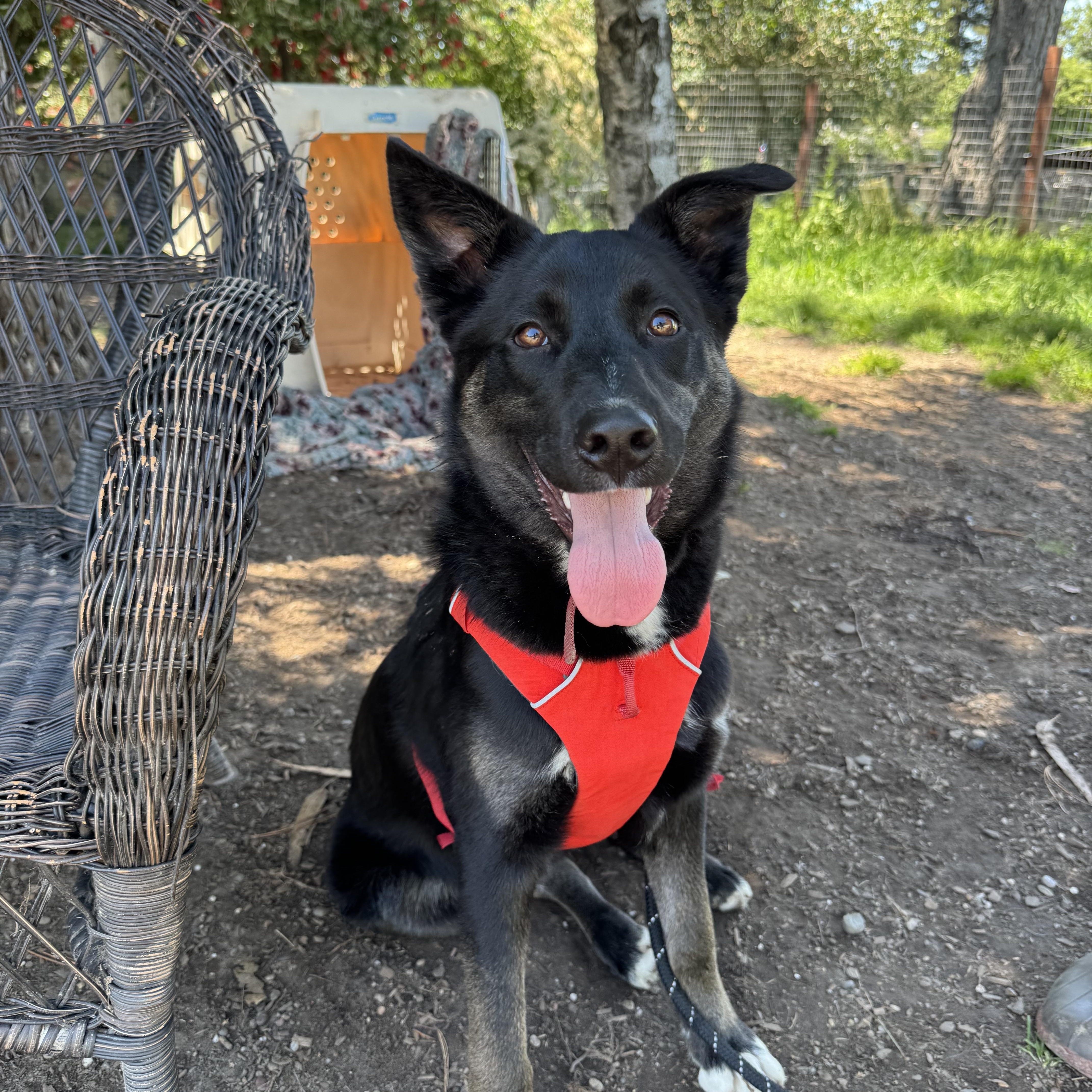 Enlarge Trooper, a ADOPTABLE Border Collie in Petaluma, CA image 1/4