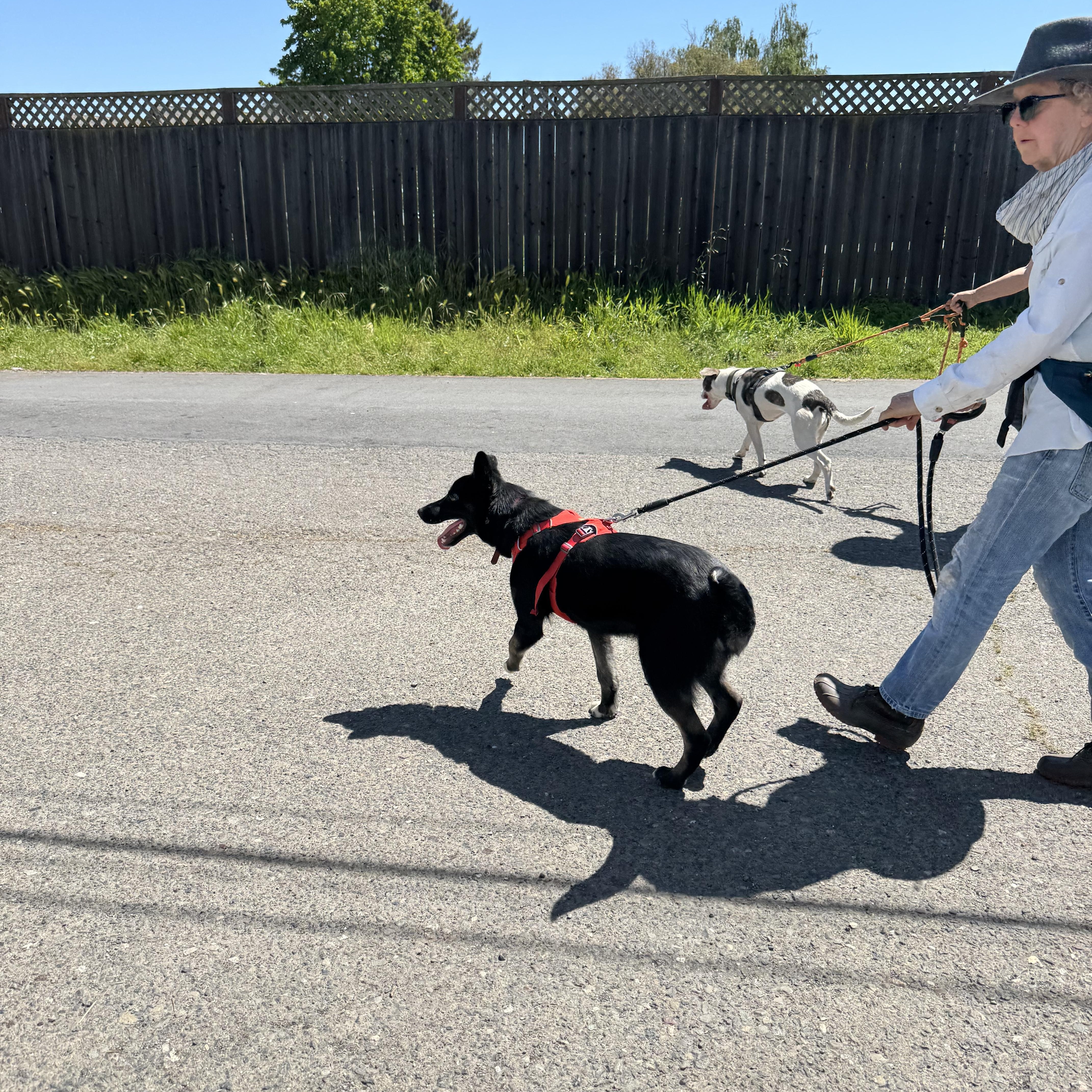 Enlarge Trooper, a ADOPTABLE Border Collie in Petaluma, CA image 2/4