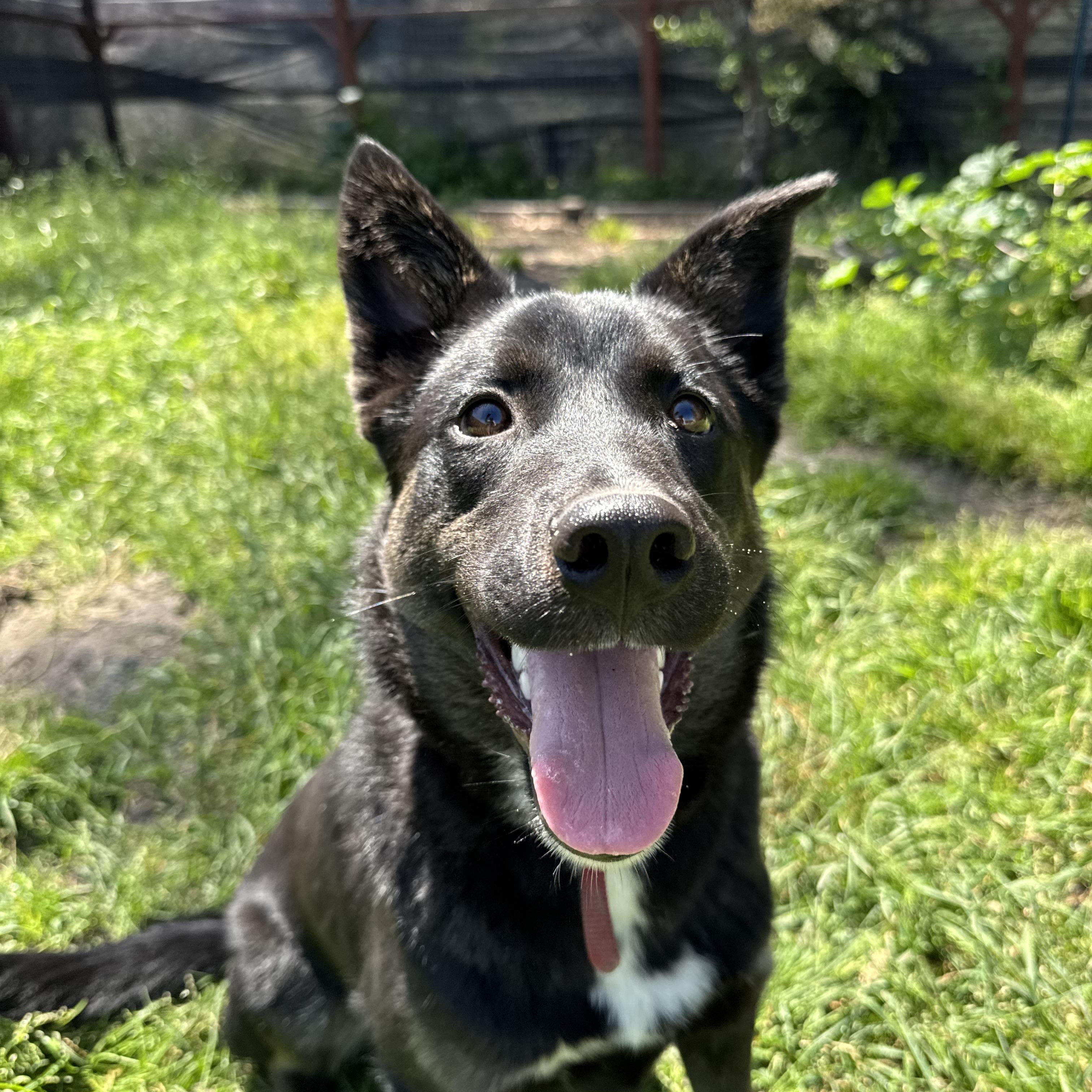Enlarge Trooper, a ADOPTABLE Border Collie in Petaluma, CA image 3/4