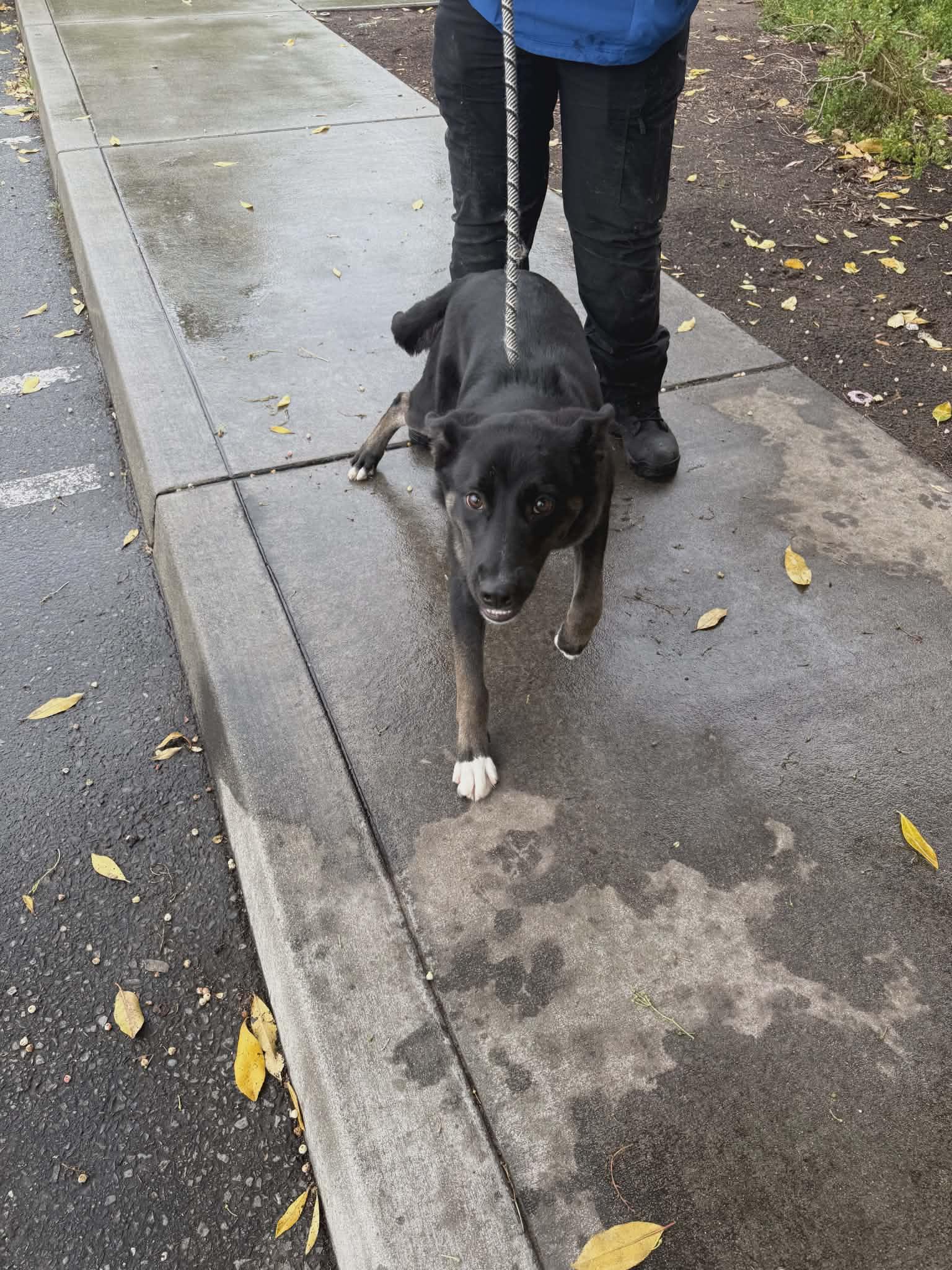 Enlarge Trooper, a ADOPTABLE Border Collie in Petaluma, CA image 4/4