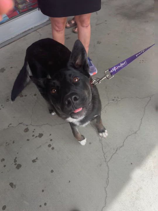 Enlarge Trooper, a ADOPTABLE mixed breed in Petaluma, CA video 2/6