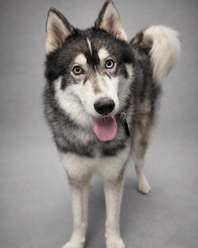 Enlarge Bosco, a Adoptable Husky in Reno, NV image 1/5