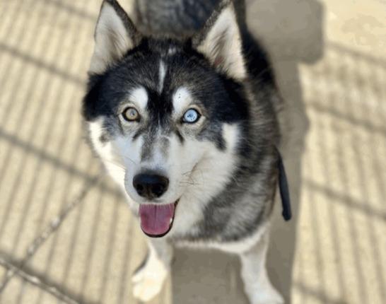 Enlarge Bosco, a Adoptable Husky in Reno, NV image 2/5