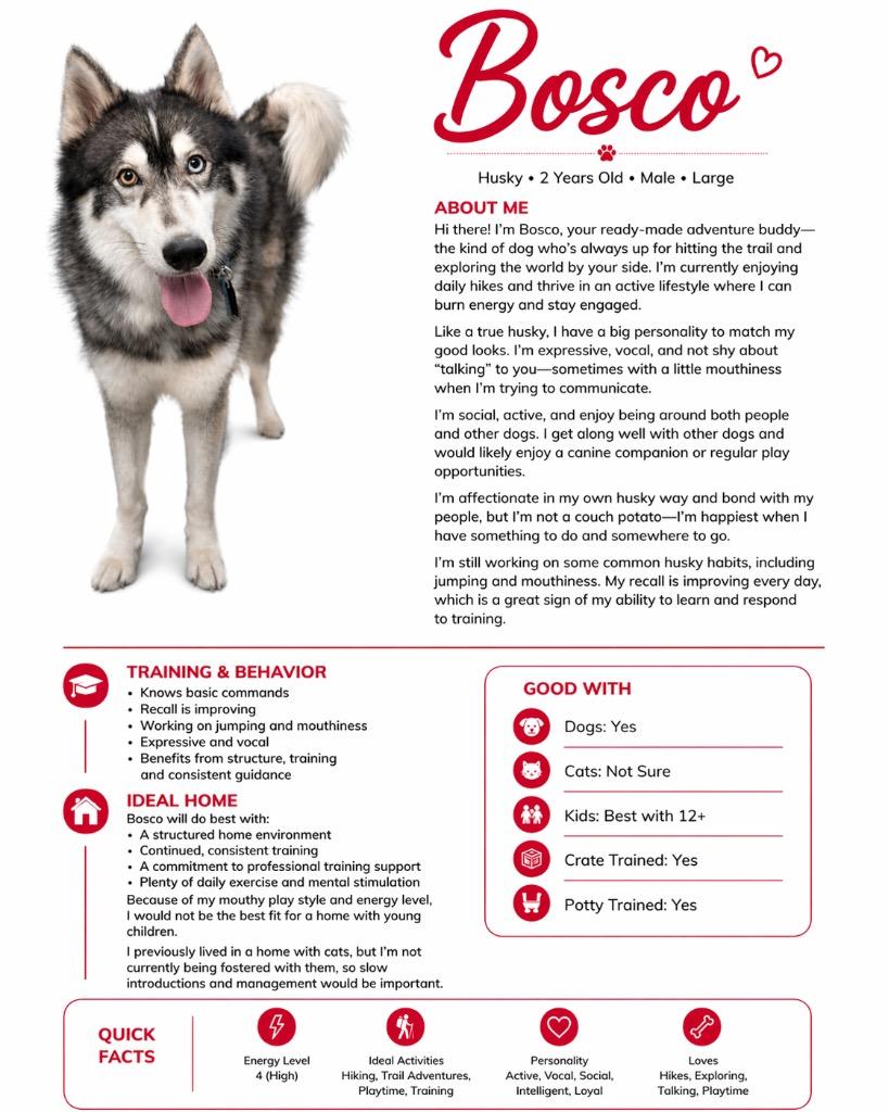 Bosco, a Adoptable Husky in Reno, NV image 4/6