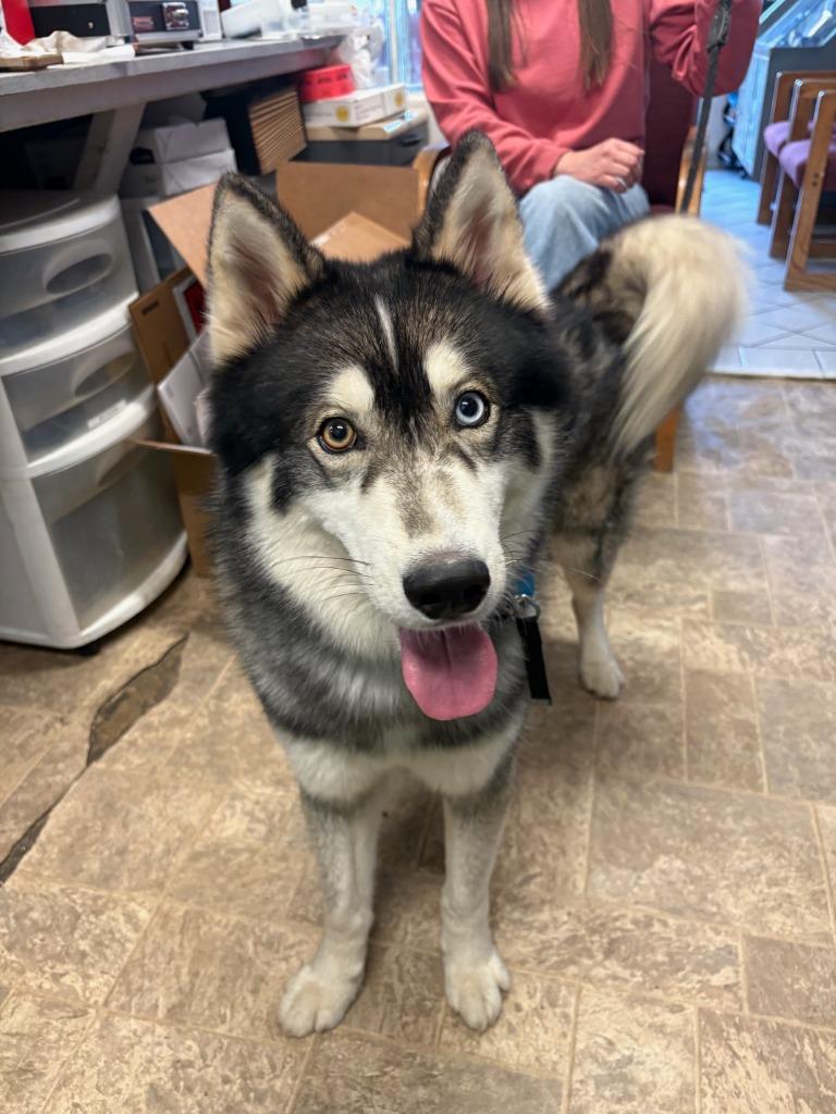 Enlarge Bosco, a Adoptable Husky in Reno, NV image 3/5