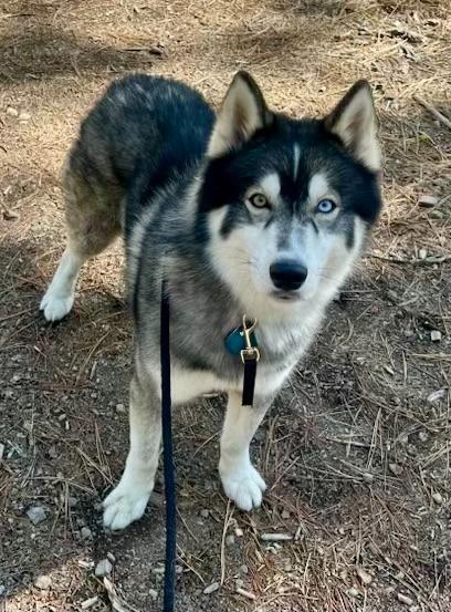 Enlarge Bosco, a Adoptable Husky in Reno, NV image 4/5