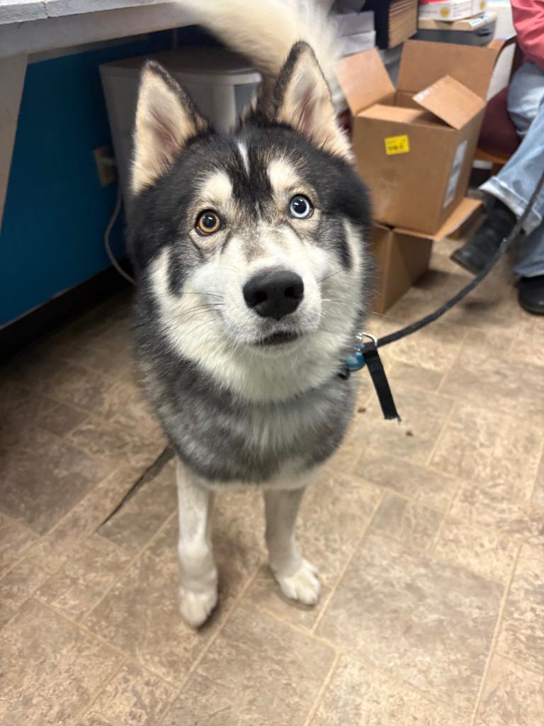 Enlarge Bosco, a Adoptable Husky in Reno, NV image 5/5