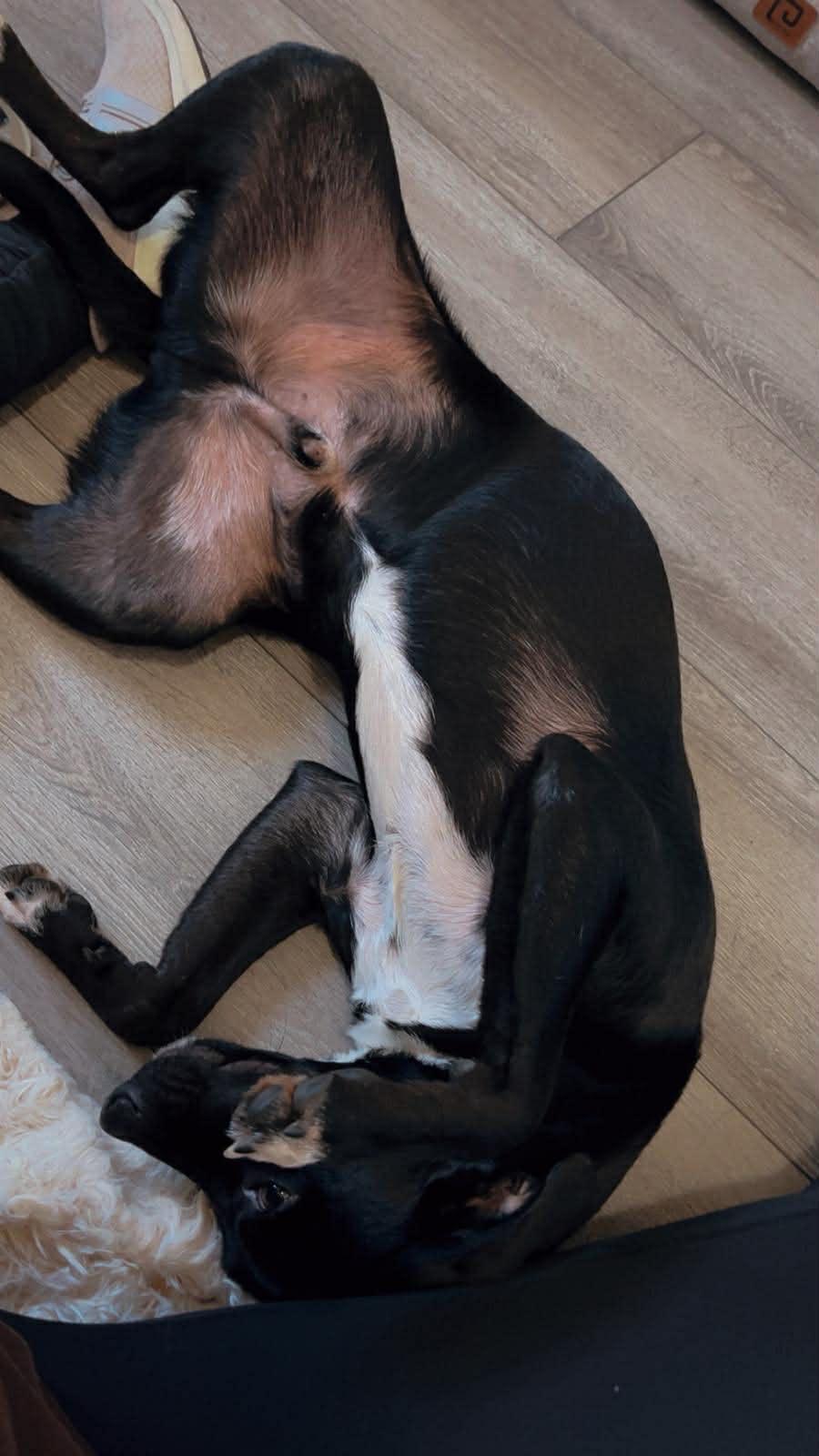 Enlarge Tux, a ADOPTABLE Mixed Breed in Dunmore, AB image 3/5