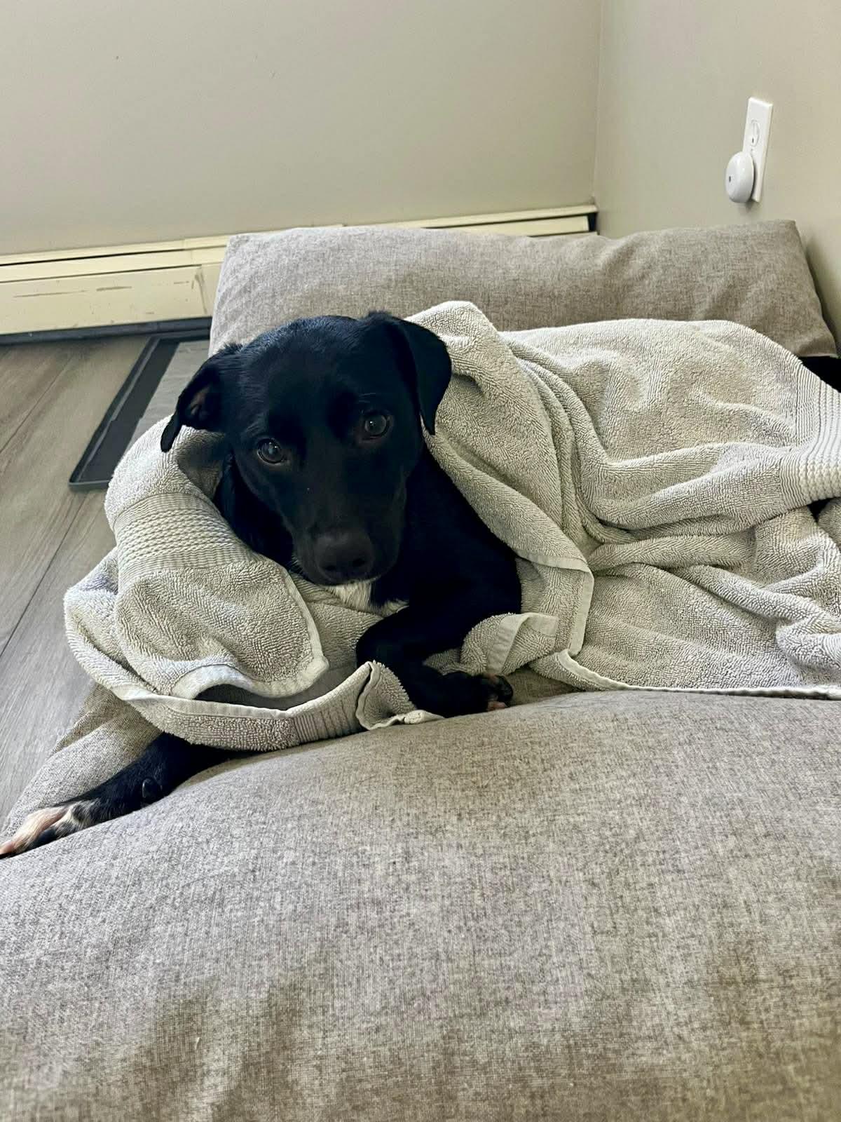 Enlarge Tux, a ADOPTABLE Mixed Breed in Dunmore, AB image 2/5