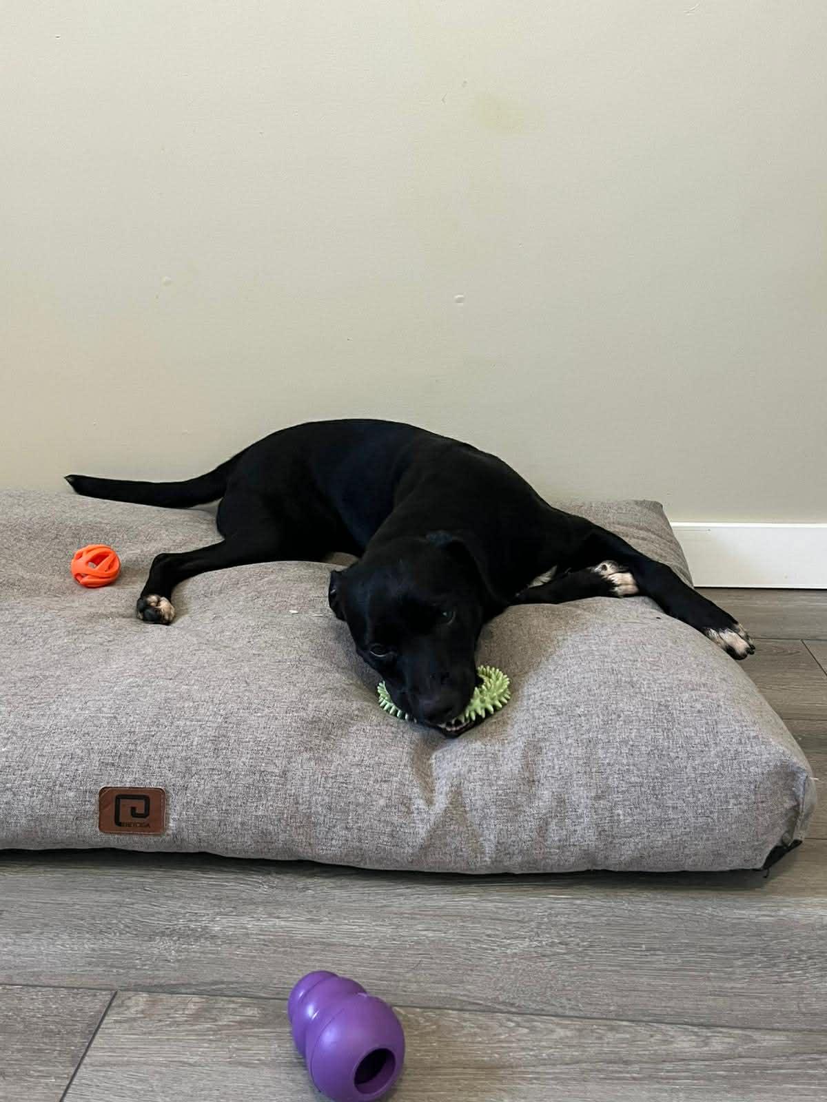 Enlarge Tux, a ADOPTABLE Mixed Breed in Dunmore, AB image 5/5