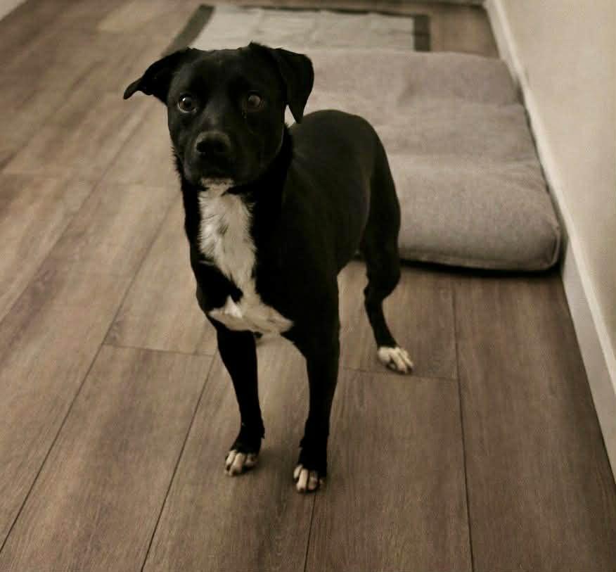 Tux, ADOPTABLE, Adult Male Mixed Breed.