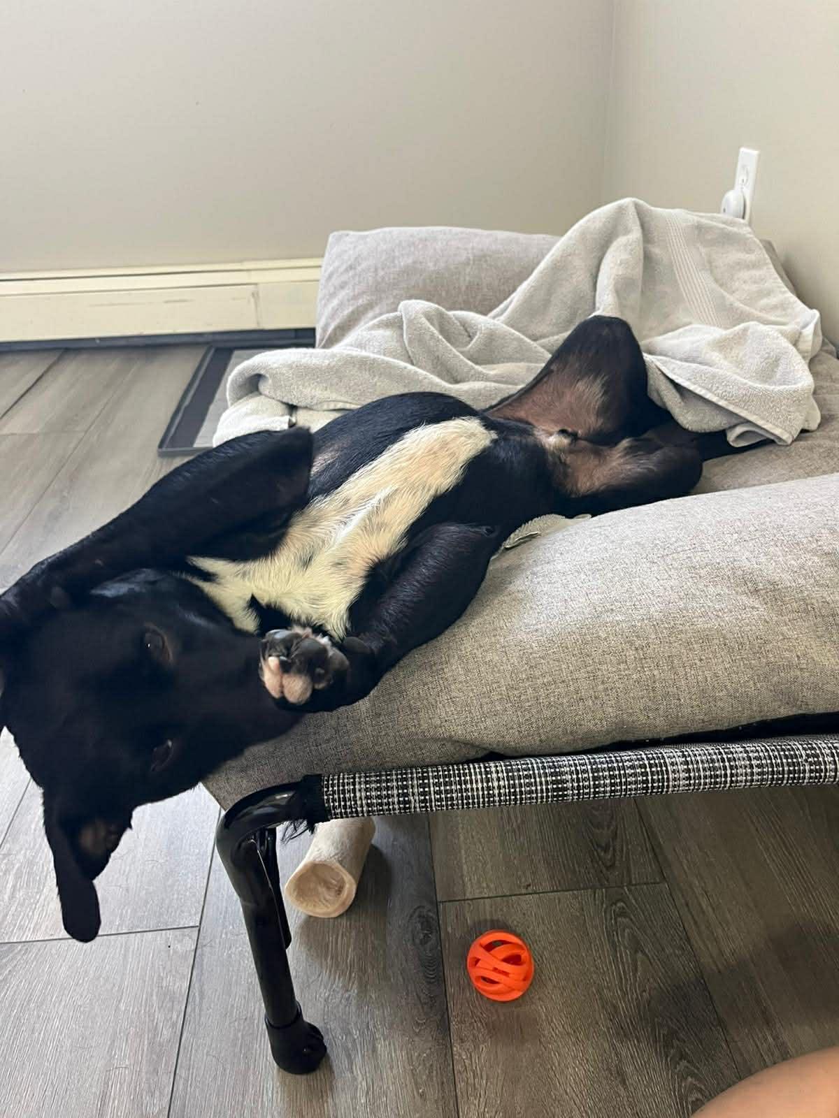 Enlarge Tux, a ADOPTABLE Mixed Breed in Dunmore, AB image 4/5