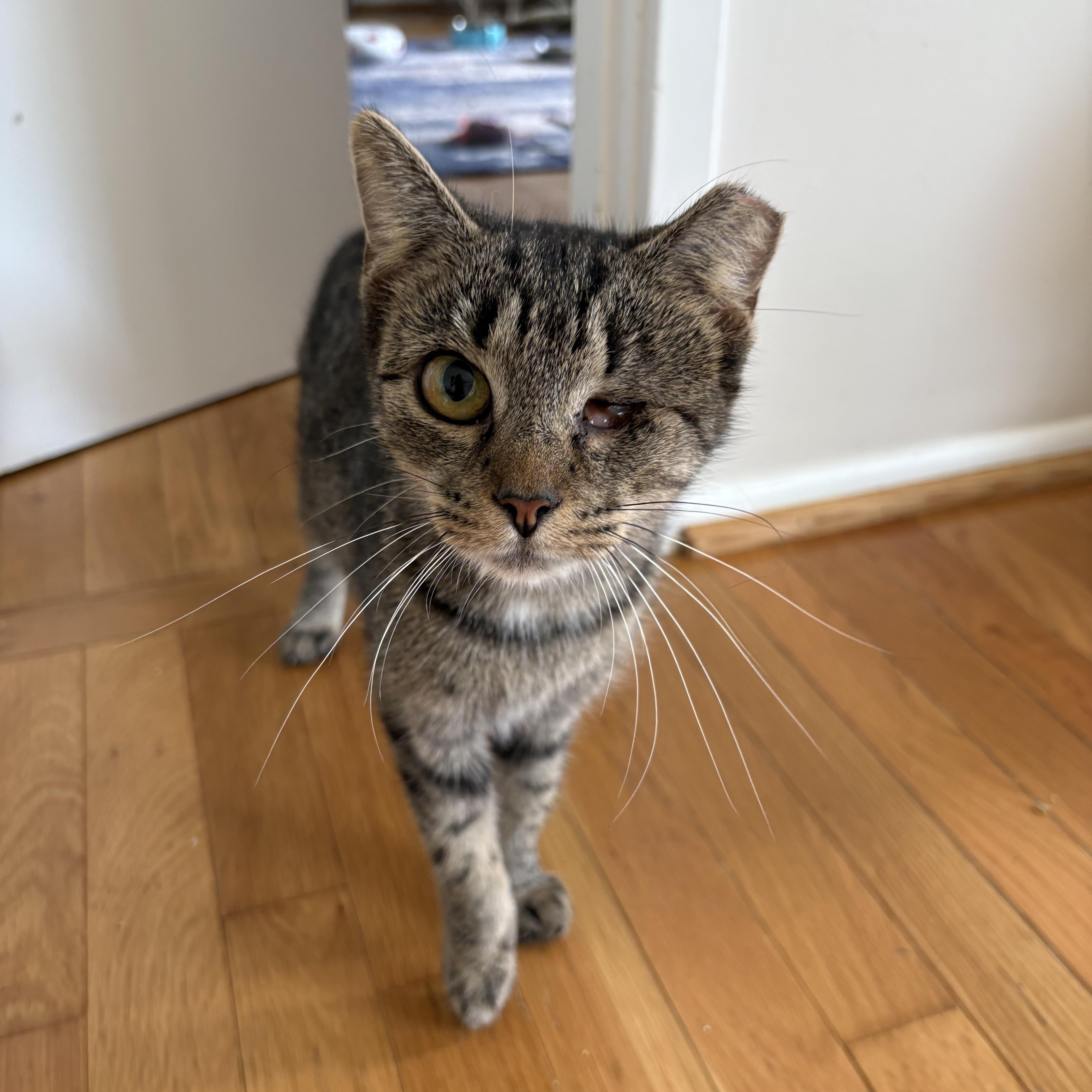 Enlarge Rhonda, a Adoptable Domestic Short Hair in Alexandria, VA image 2/5