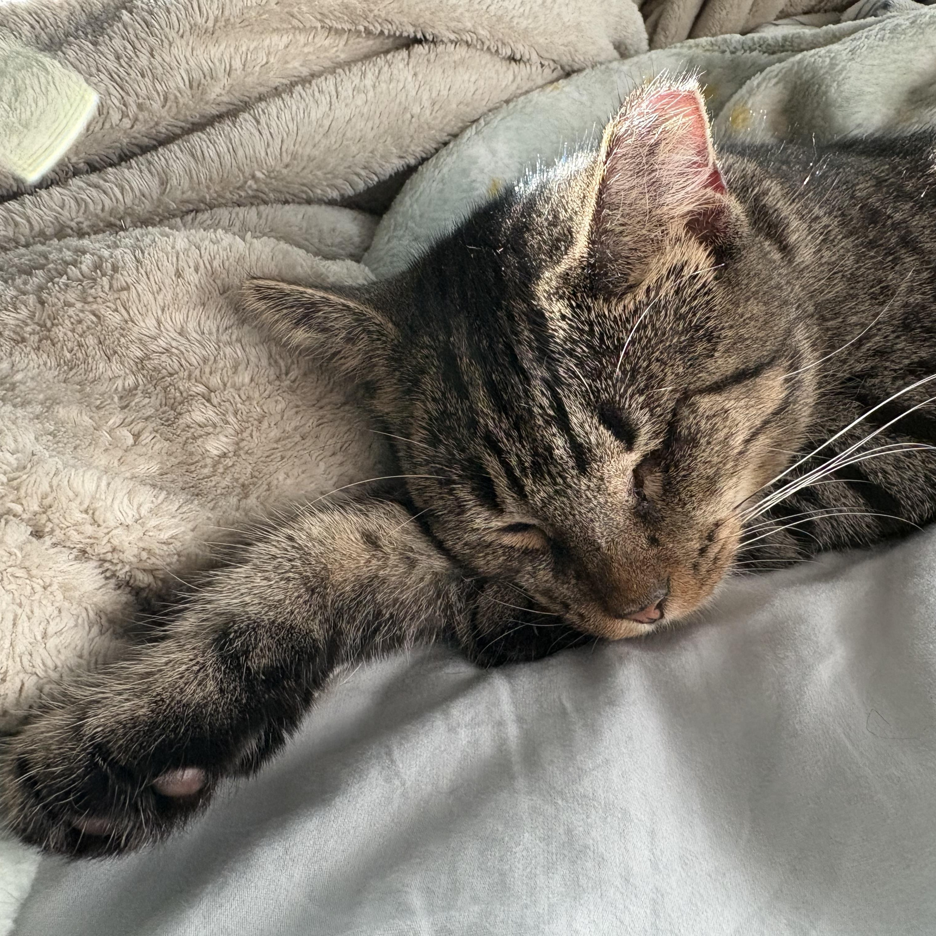 Rhonda, Adoptable, Adult Female Domestic Short Hair.