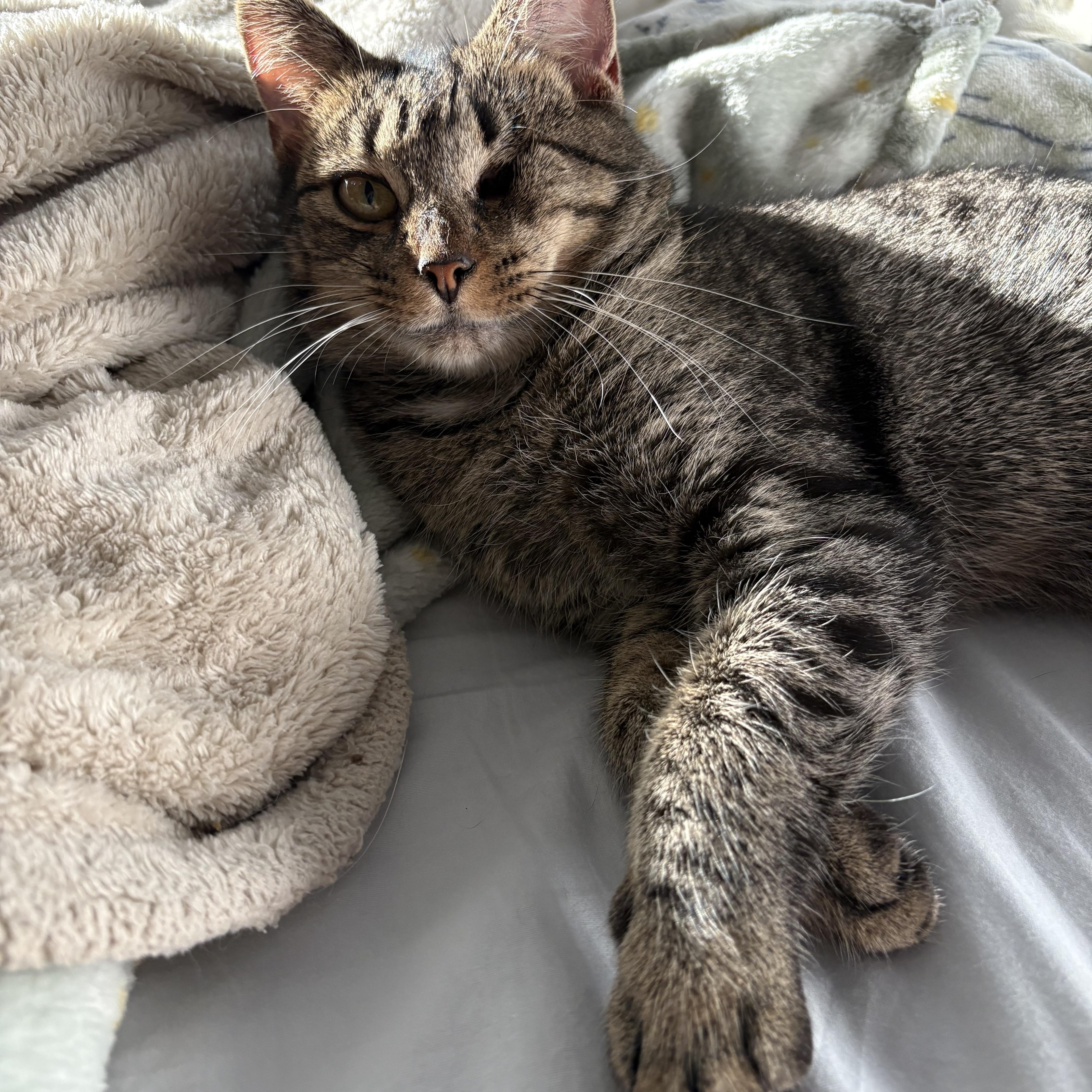 Enlarge Rhonda, a Adoptable Domestic Short Hair in Alexandria, VA image 5/5