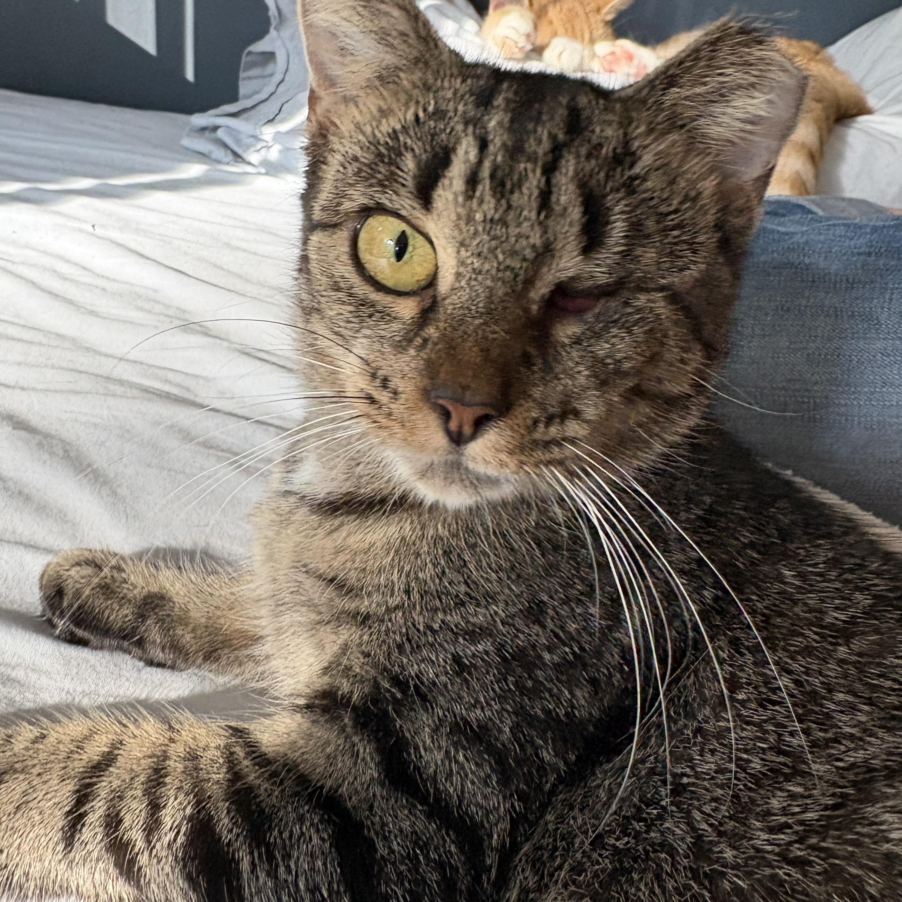 Enlarge Rhonda, a Adoptable Domestic Short Hair in Alexandria, VA image 4/5