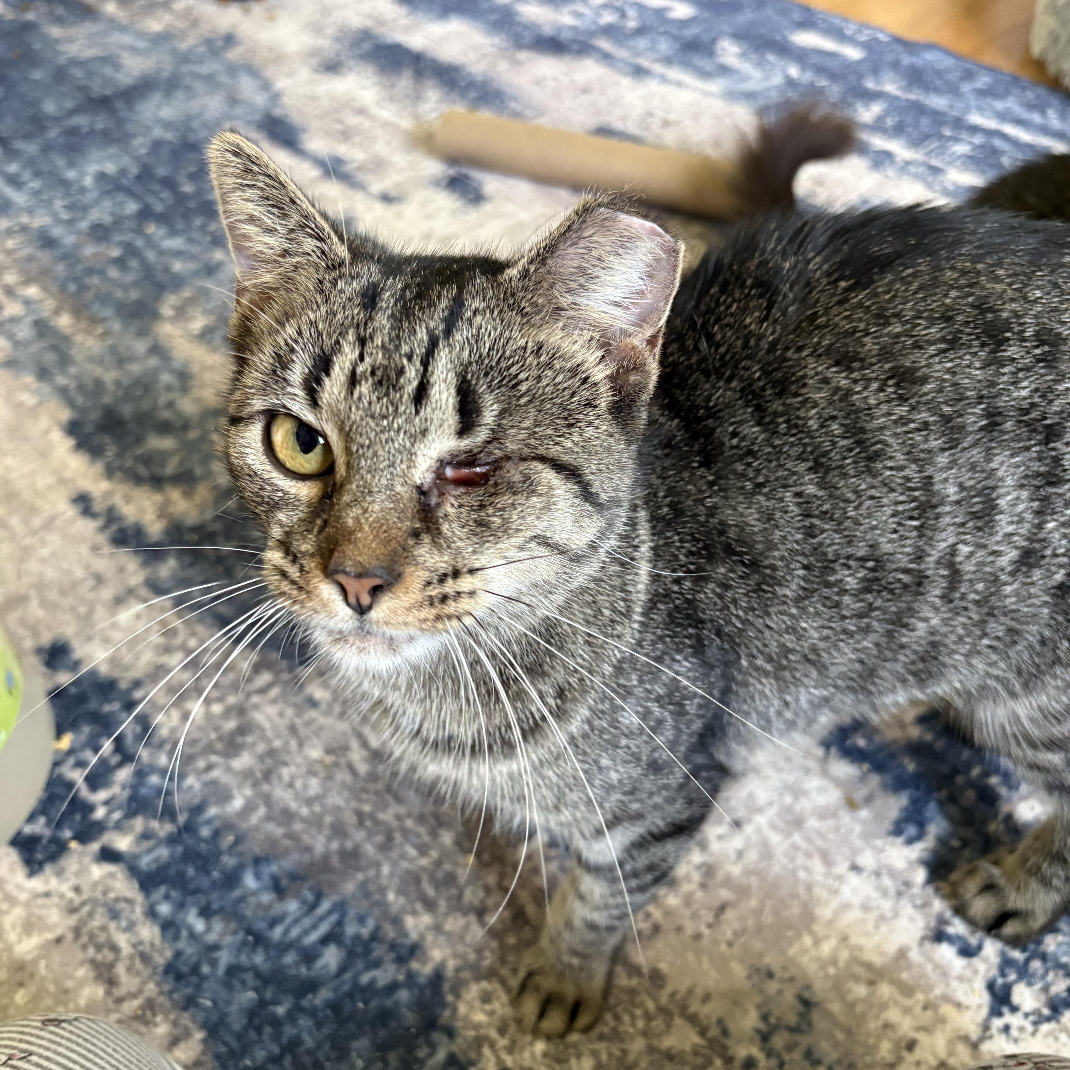 Enlarge Rhonda, a Adoptable Domestic Short Hair in Alexandria, VA image 3/5
