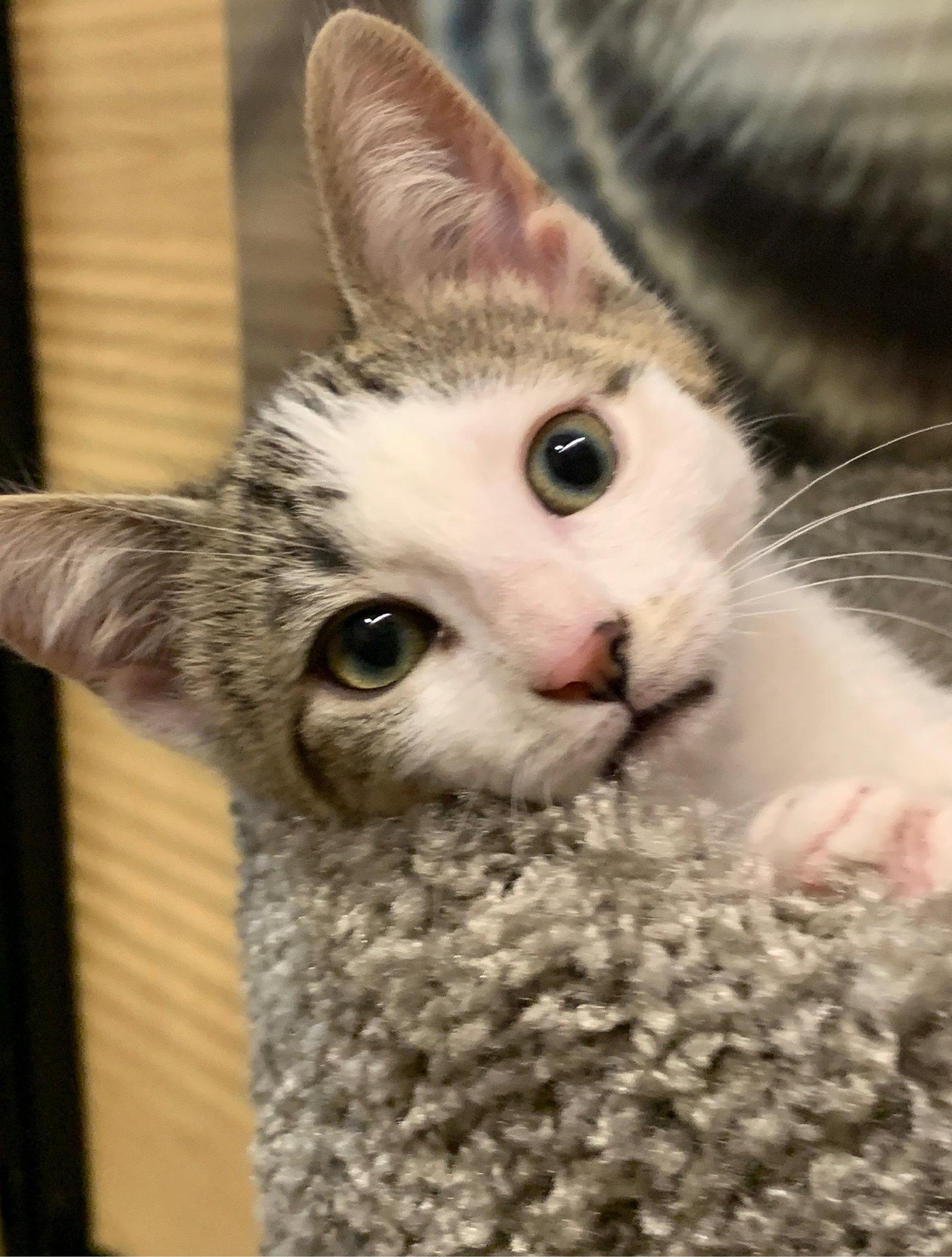 mitch, Adopted, Kitten Male Tabby & Domestic Short Hair.