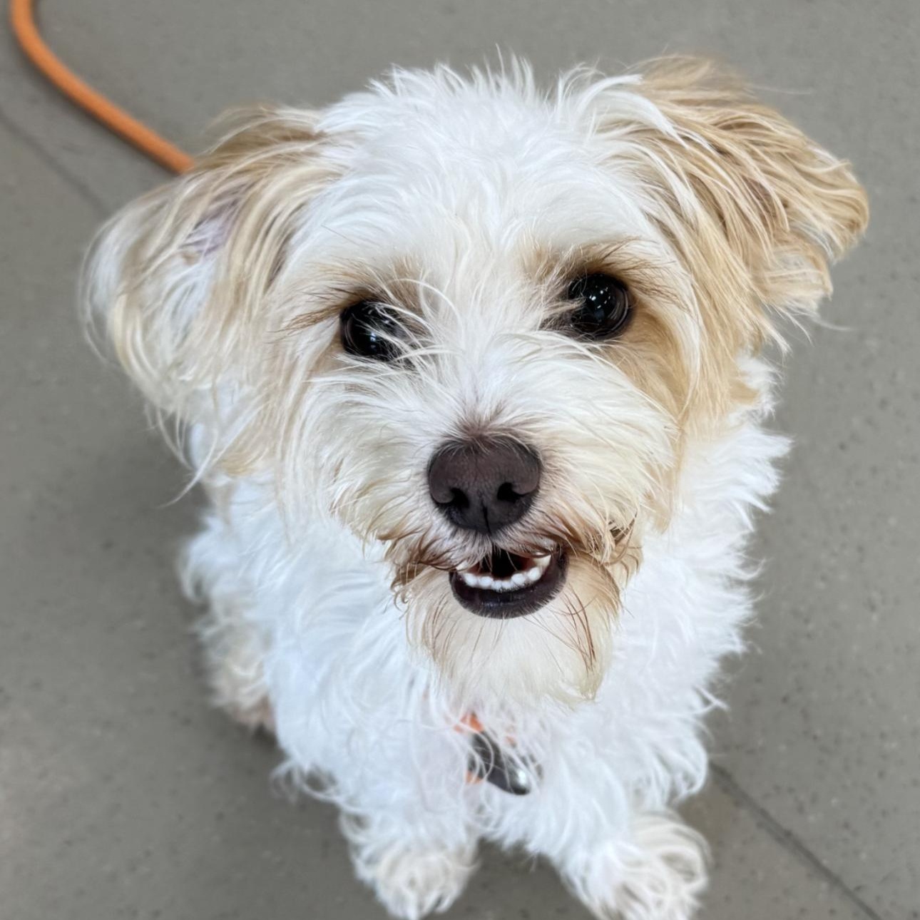 Enlarge Toby, an adopted mixed breed in Fremont, CA image 2/2
