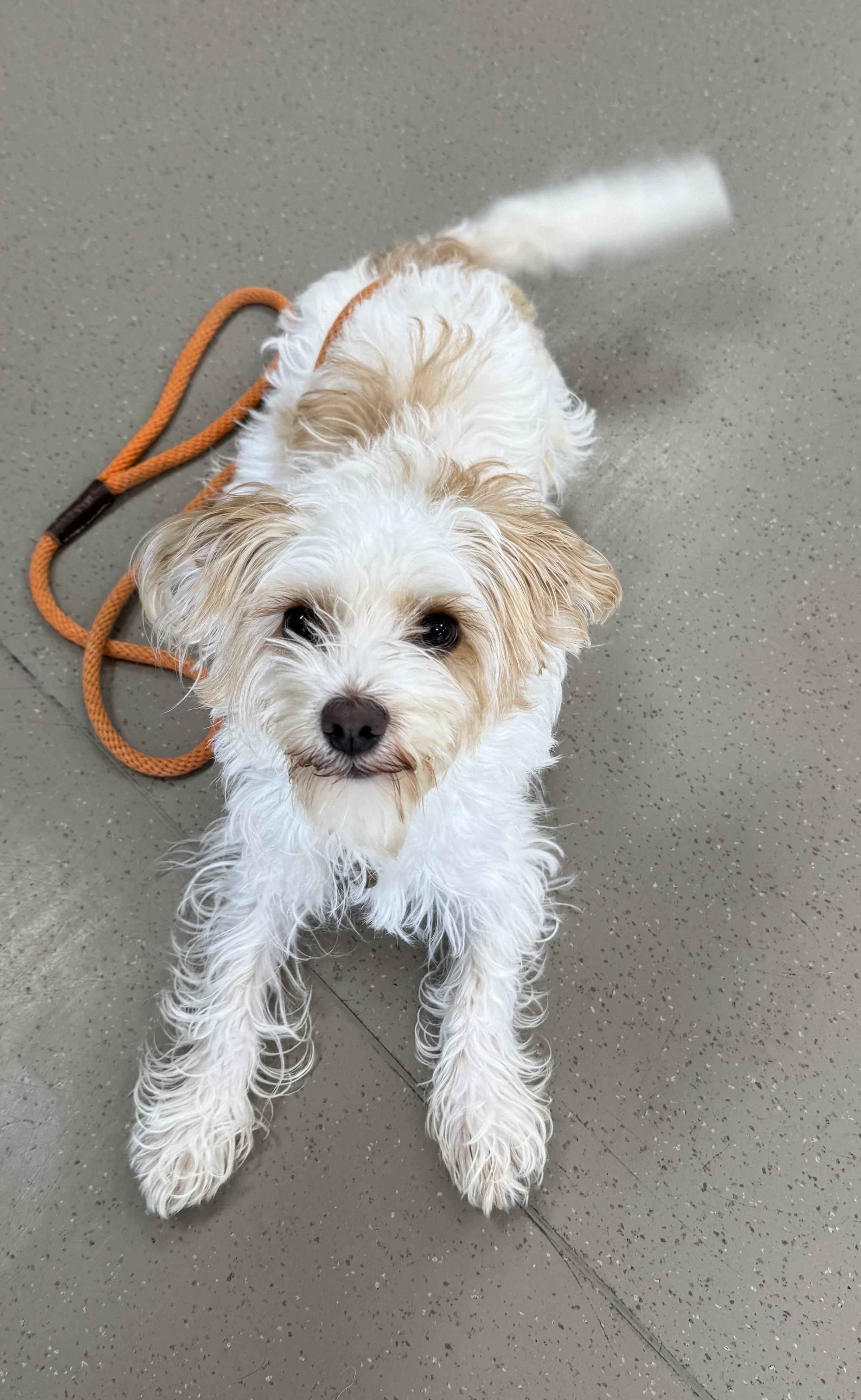 Enlarge Toby, an adopted mixed breed in Fremont, CA image 1/2