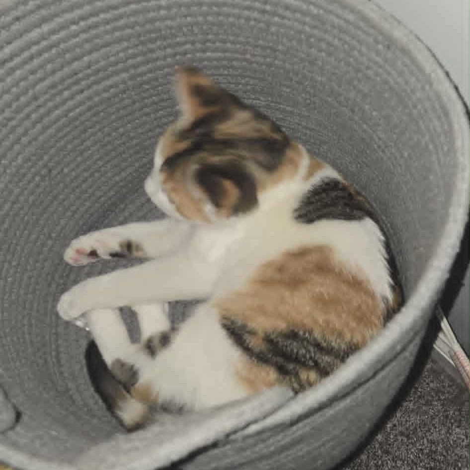 Enlarge Cali, a Adoptable Calico in Fulton, NY image 3/4