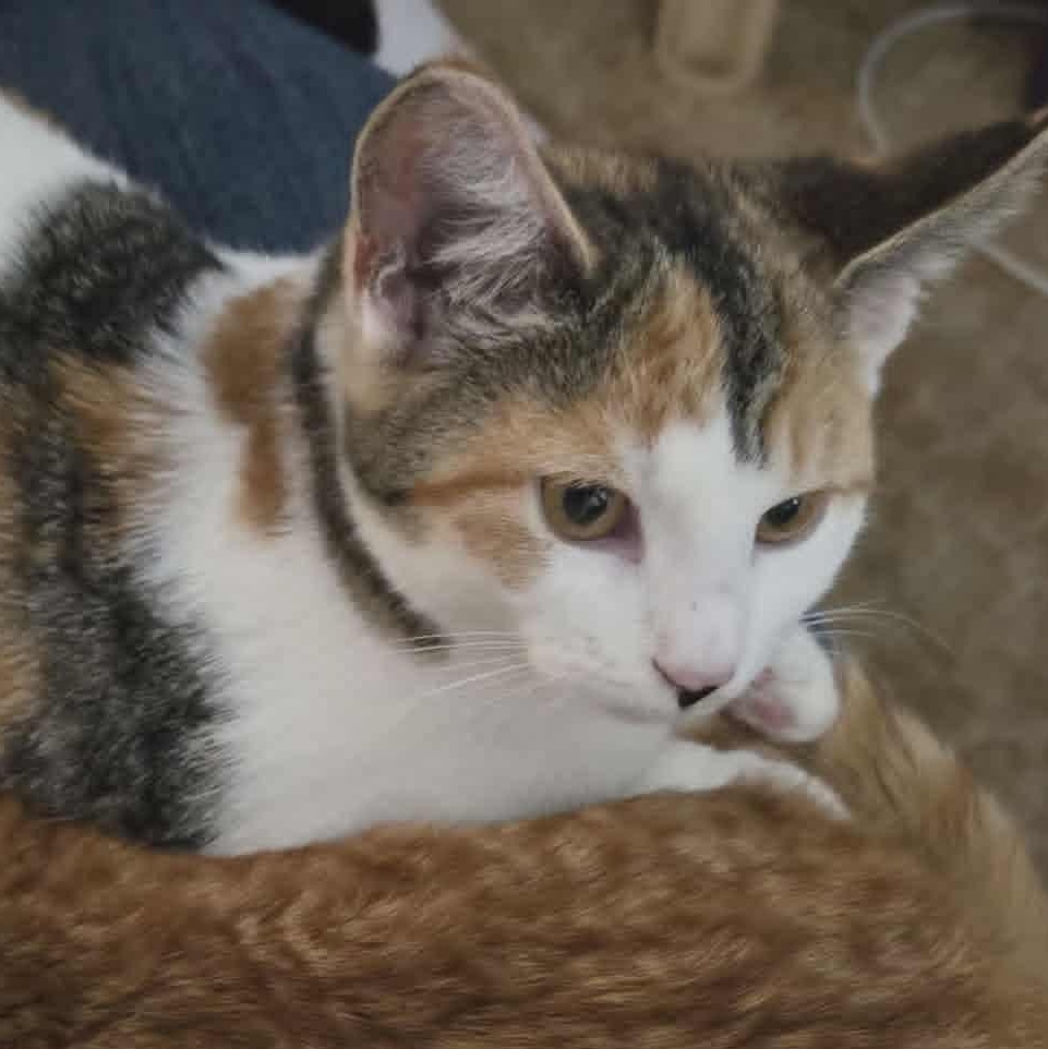Enlarge Cali, a Adoptable Calico in Fulton, NY image 4/4