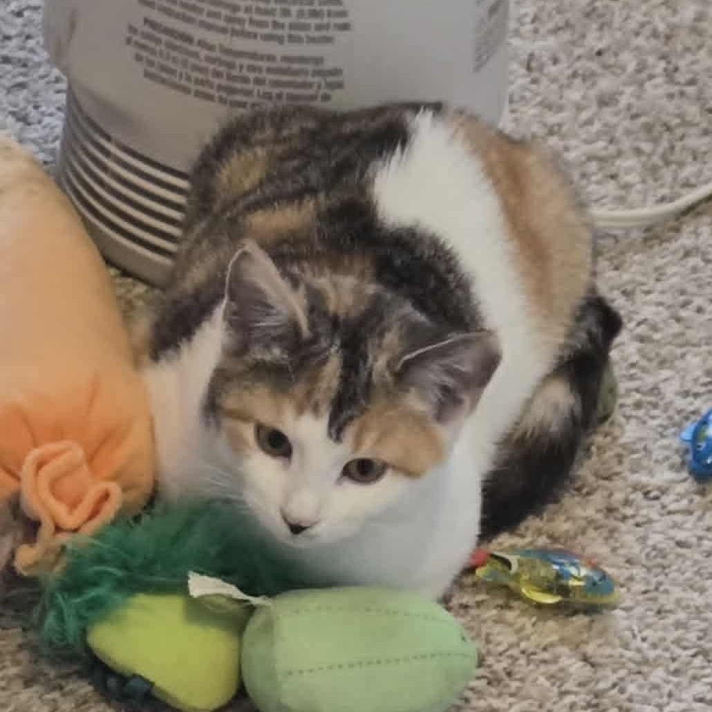 Enlarge Cali, a Adoptable Calico in Fulton, NY image 2/4