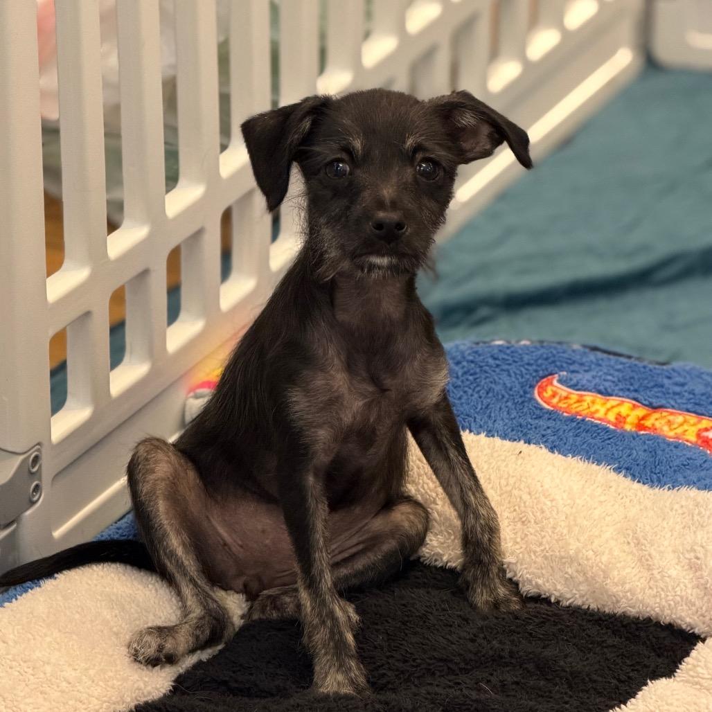 Enlarge Jovi, a Adoptable mixed breed in Sacramento, CA image 1/3