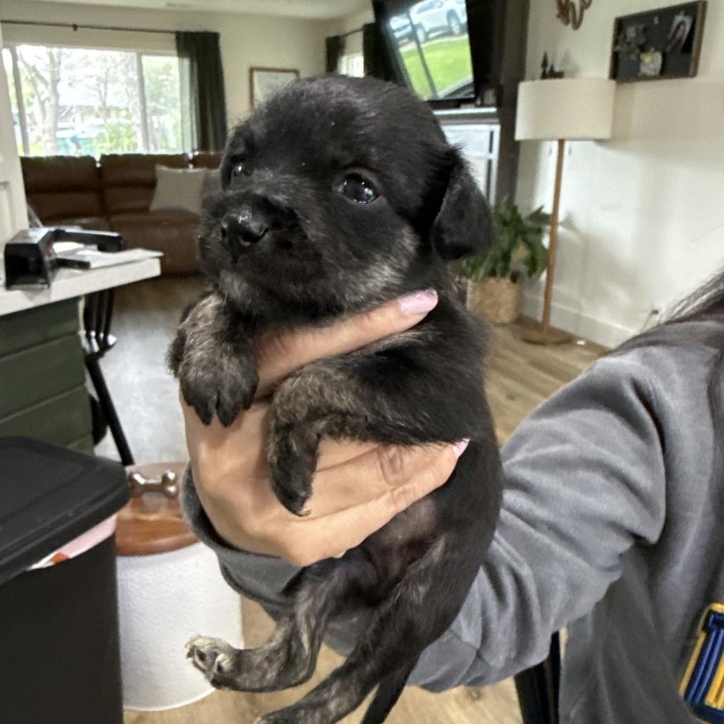 Enlarge Jovi, a Adoptable mixed breed in Sacramento, CA image 2/3