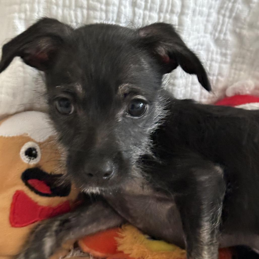 Enlarge Jovi, a Adoptable mixed breed in Sacramento, CA image 3/3