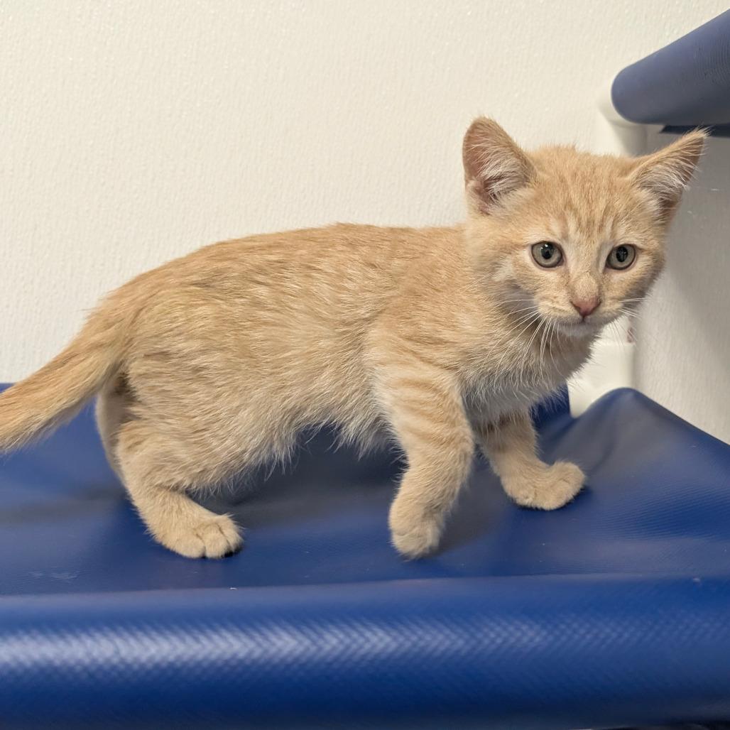 Enlarge Goose, a Adoptable Domestic Short Hair in Sunnyvale, CA image 1/1