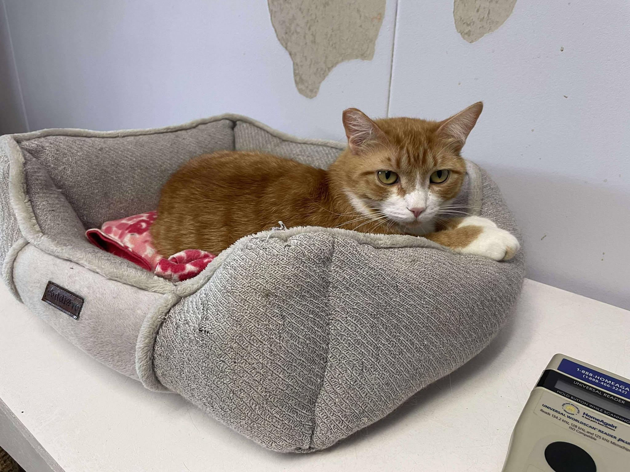 Gus, an adoptable Domestic Short Hair in Medford, OR, 97501 | Photo Image 1