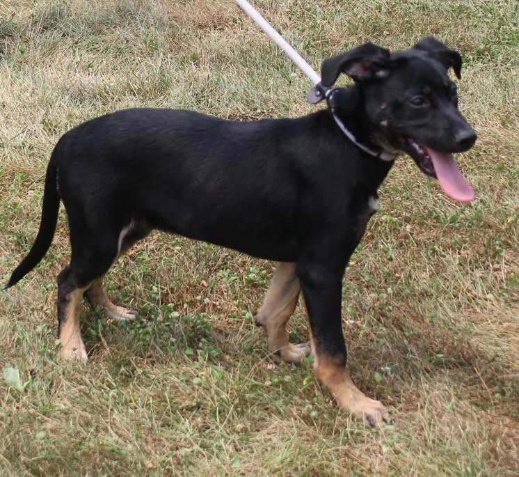 Paisley (12114), a ADOPTABLE mixed breed in Heath, OH image 1/2