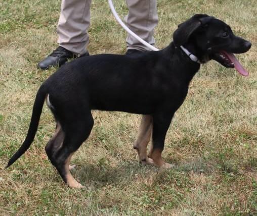 Paisley (12114), a ADOPTABLE mixed breed in Heath, OH image 2/2