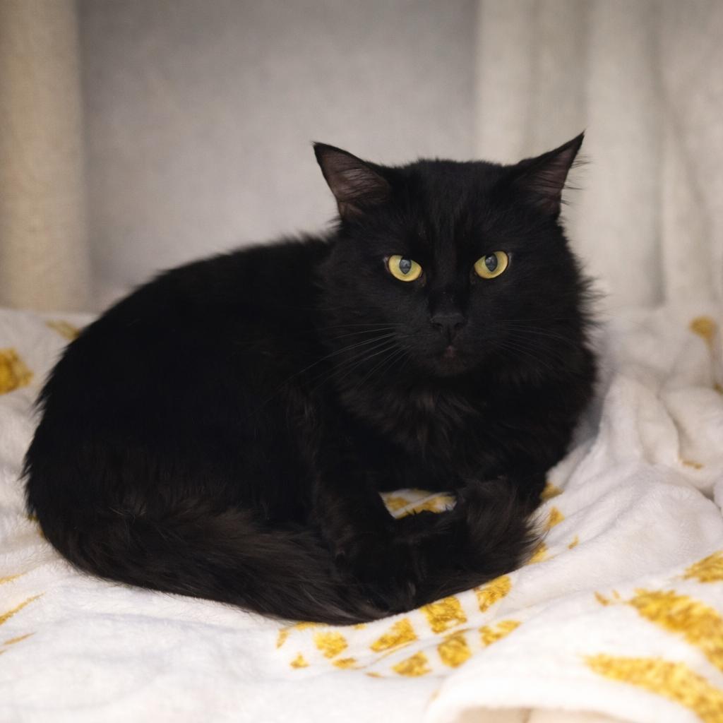 Enlarge Oisin, a Adoptable Domestic Medium Hair in Hopkinton, MA image 1/2