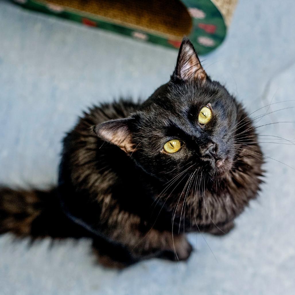 Enlarge Oisin, a Adoptable Domestic Medium Hair in Hopkinton, MA image 2/2