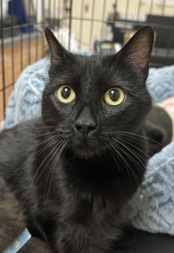 Zilla, Adoptable, Adult Female Domestic Short Hair.