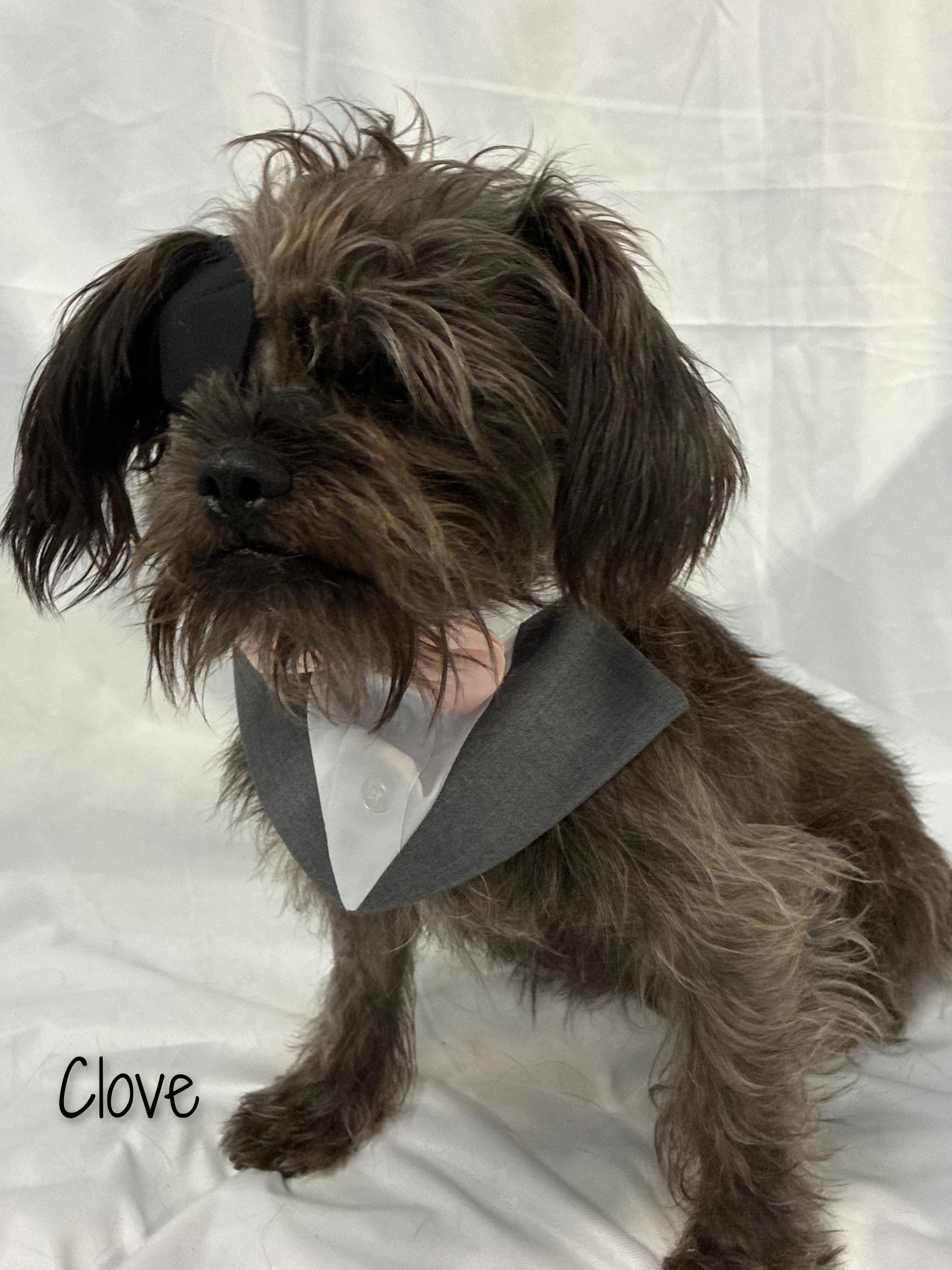 Clove, a Adoptable mixed breed in Fredericksburg, VA image 2/6